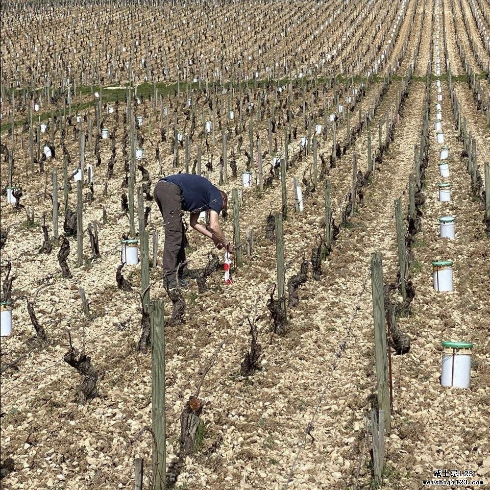 夏布利（Chablis）是遭受霜冻袭击的众多法国葡萄酒产区之一