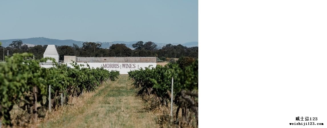 morris-wines-vineyard.jpg