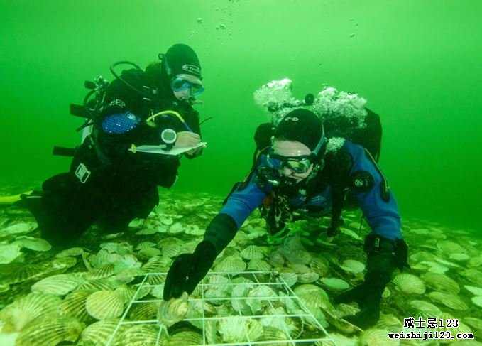 潜水员监视多尔诺奇河湾的牡蛎