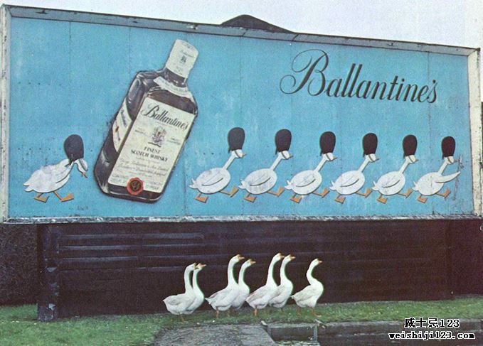 鹅在巴兰坦的广告牌前