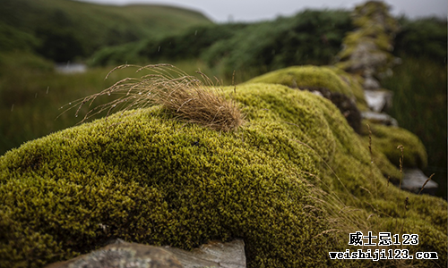汝拉苏格兰岛苔藓