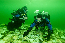 Glenmorangie 酿酒厂在 Dornoch Firth 重建已灭绝的原生牡蛎礁，这是环境第一