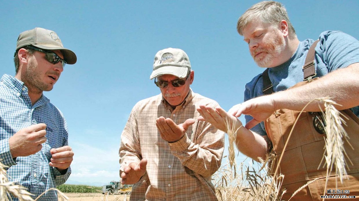 丹佛 Leopold Bros. 的酿酒师兼联合创始人 Todd Leopold 在 Schlagel Farms 的蓝天下与农民一起检查黑麦。