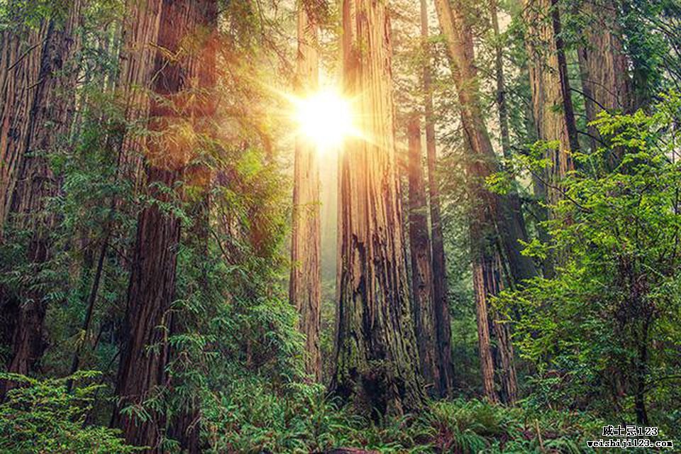 阳光穿过加利福尼亚海岸雄伟的红杉。