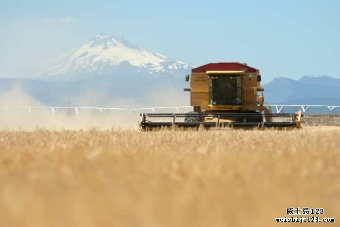 背景是杰斐逊山的麦加级庄园麦芽正在收获大麦。 照片由 Mecca Grade Estate Malt 提供
