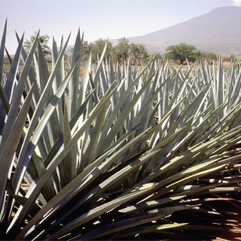 Tequila-brands-to-watch-2014