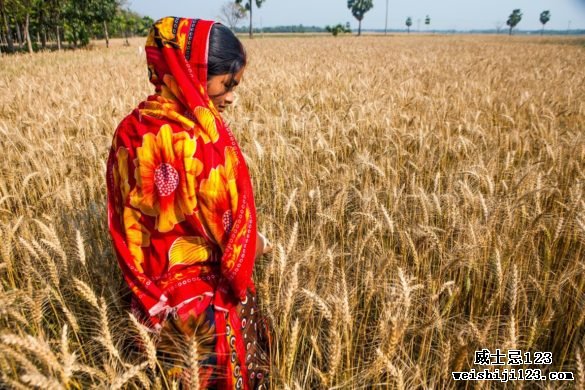 印度的大麦种植在该国北部